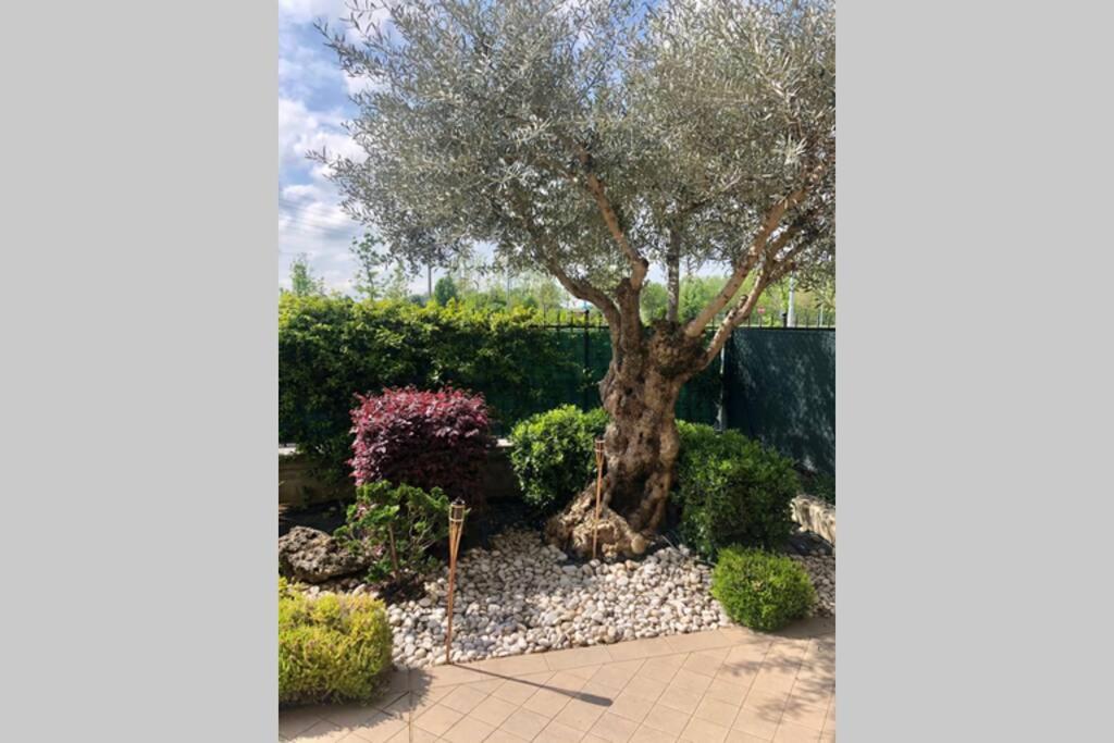 a tree in the middle of a garden with bushes at La casa di Leo in Montichiari