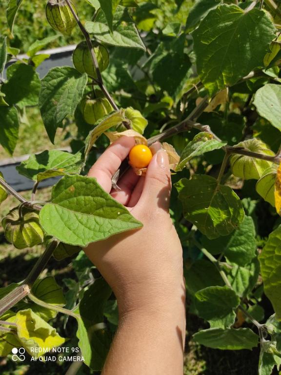  Recanto do Physalis