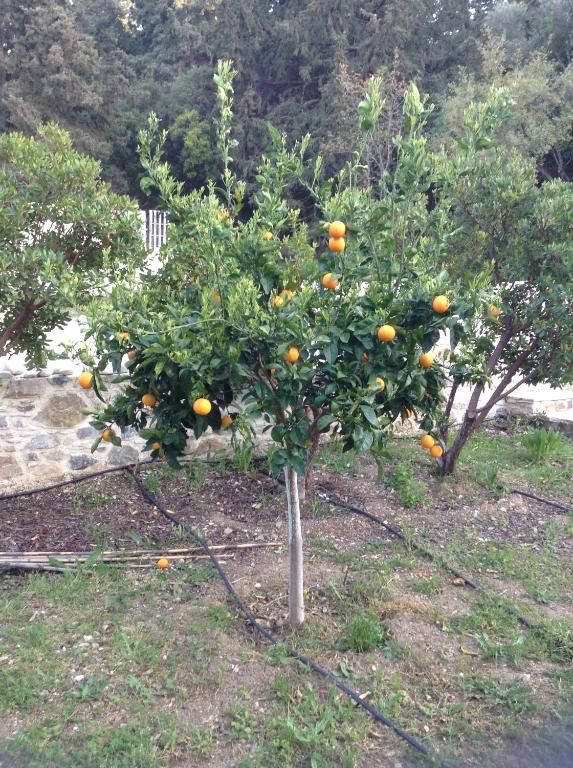 A garden outside Chaihoutes stone villa into Olive farm in Zia