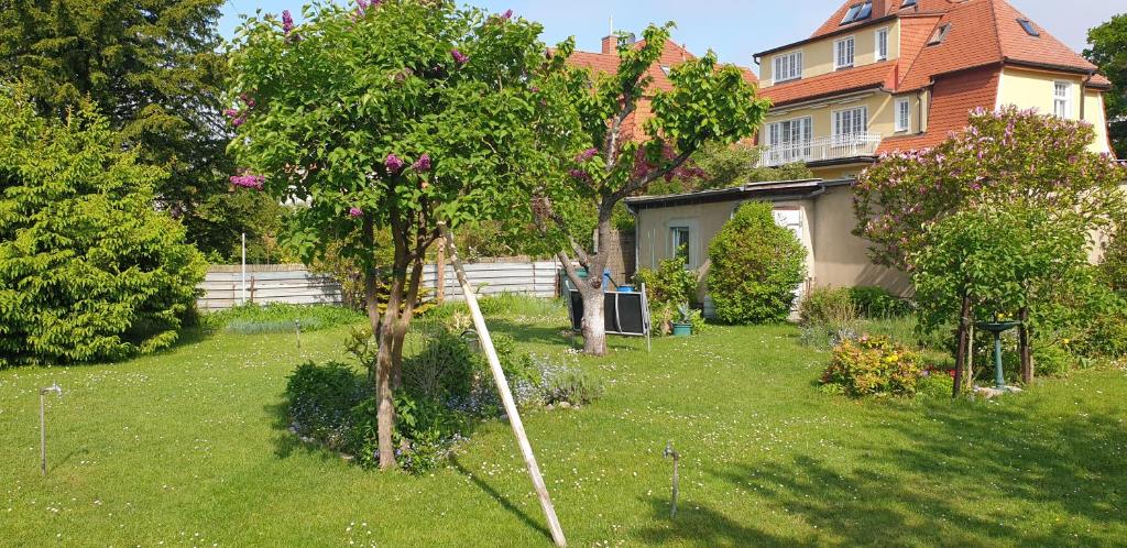 une cour avec un arbre et une maison dans l'établissement Ferienwohnung Parkstraße, à Warnemünde