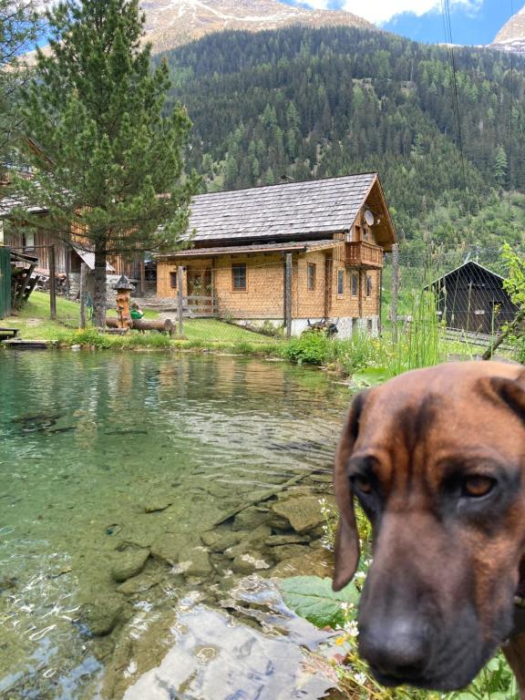 a dog standing in front of a body of water at Gletscher Chalet in Flattach