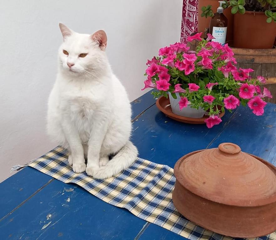 Domácí mazlíčci ubytovaní s hosty v ubytování Agriturismo SoleMare