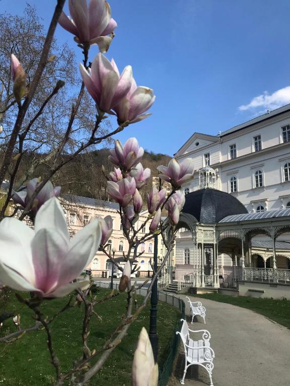 a magnolia tree in front of a building at Apartment Sadova in Karlovy Vary