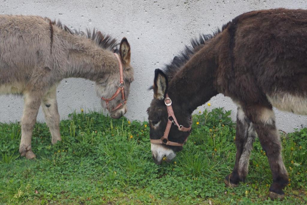 Zvieratá na farme alebo blízkom okolí