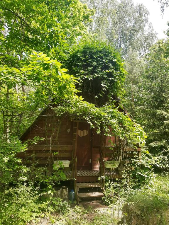a cabin in the middle of a forest at Domek w lesie in Aleksandrów