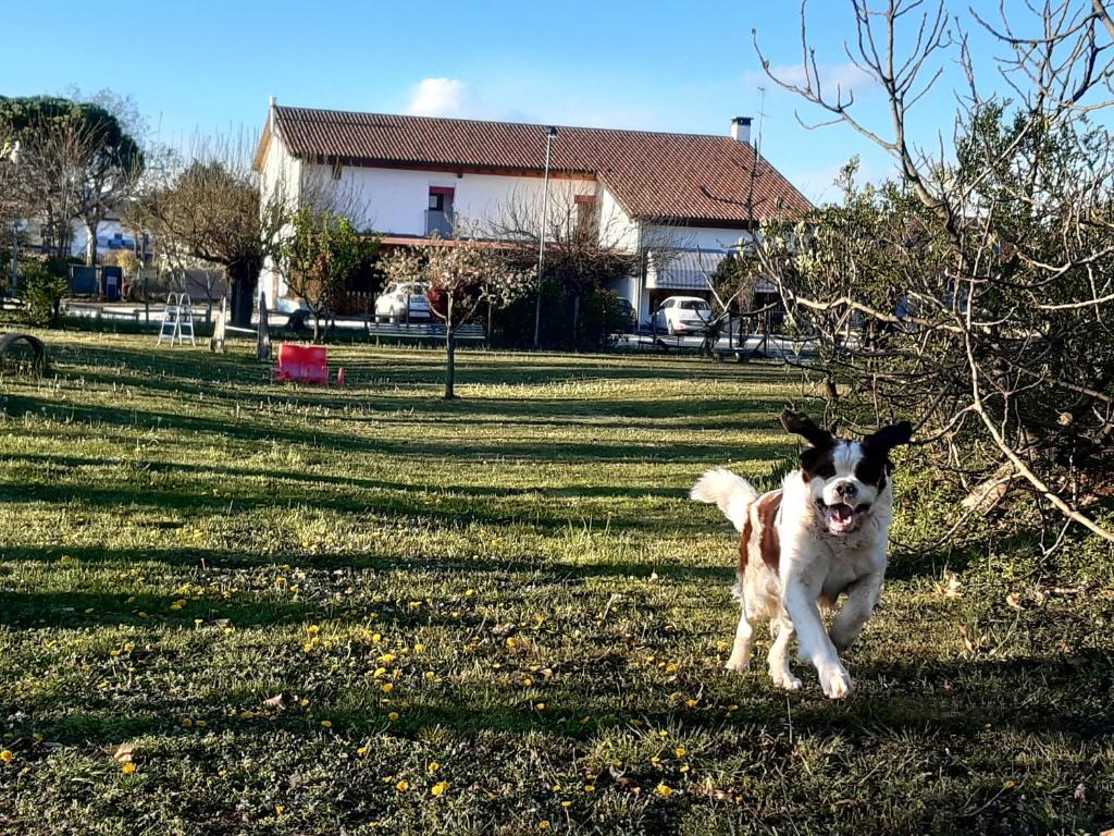 Domácí mazlíčci ubytovaní s hosty v ubytování Agriturismo il Podere Vedelago con San Bernardo, Alpaca e una Pentola di cose da scoprire