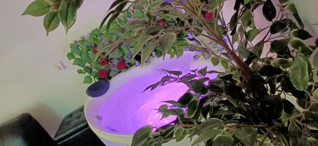 Hotel Youri Il Magnifico - Resim 12