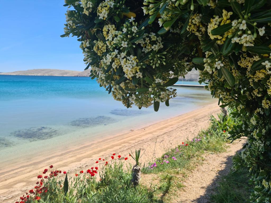 a beach with red and white flowers and the water at Apartments Simurina in Vlašići