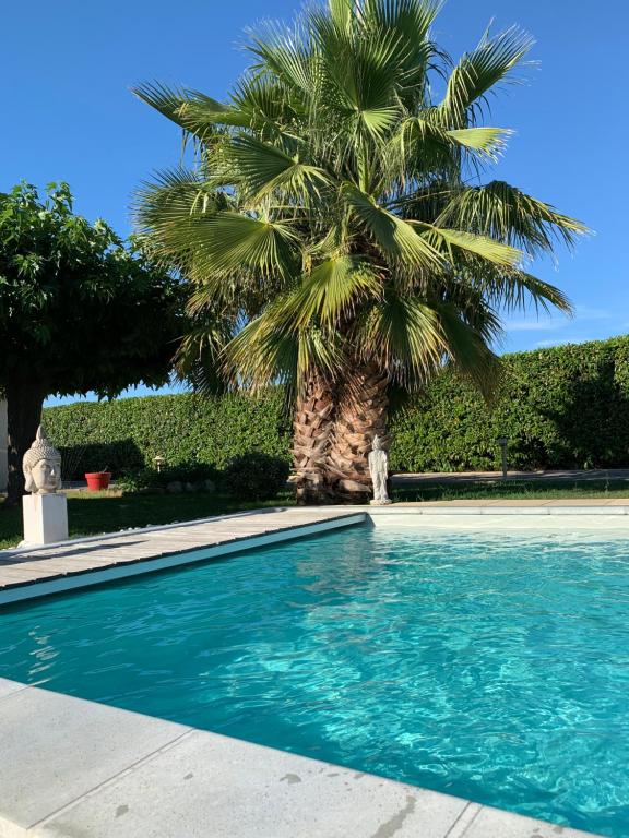 una palma e una piscina con una palma di Atelier des Vidaux a Saint-Aunès