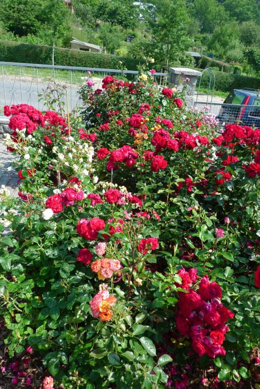 Zahrada ubytování Rosenhof in Binz