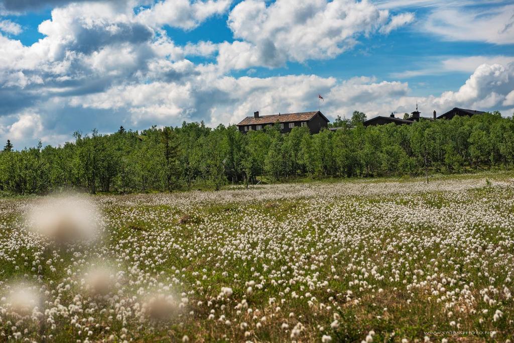 Venabu Fjellhotell في Venabygd: حقل من الزهور البيضاء أمام المنزل
