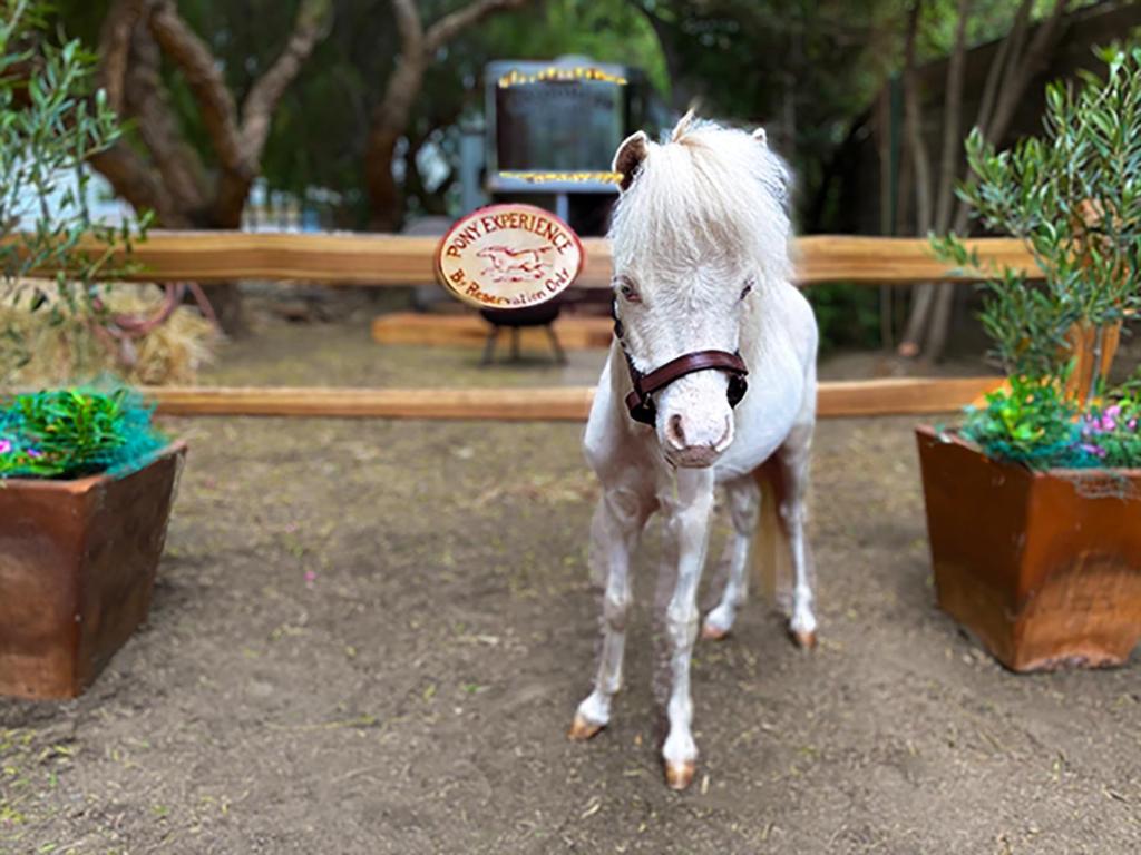a toy horse standing next to two potted plants at The Pony Experience; Glamping with Private Petting Zoo in Temecula