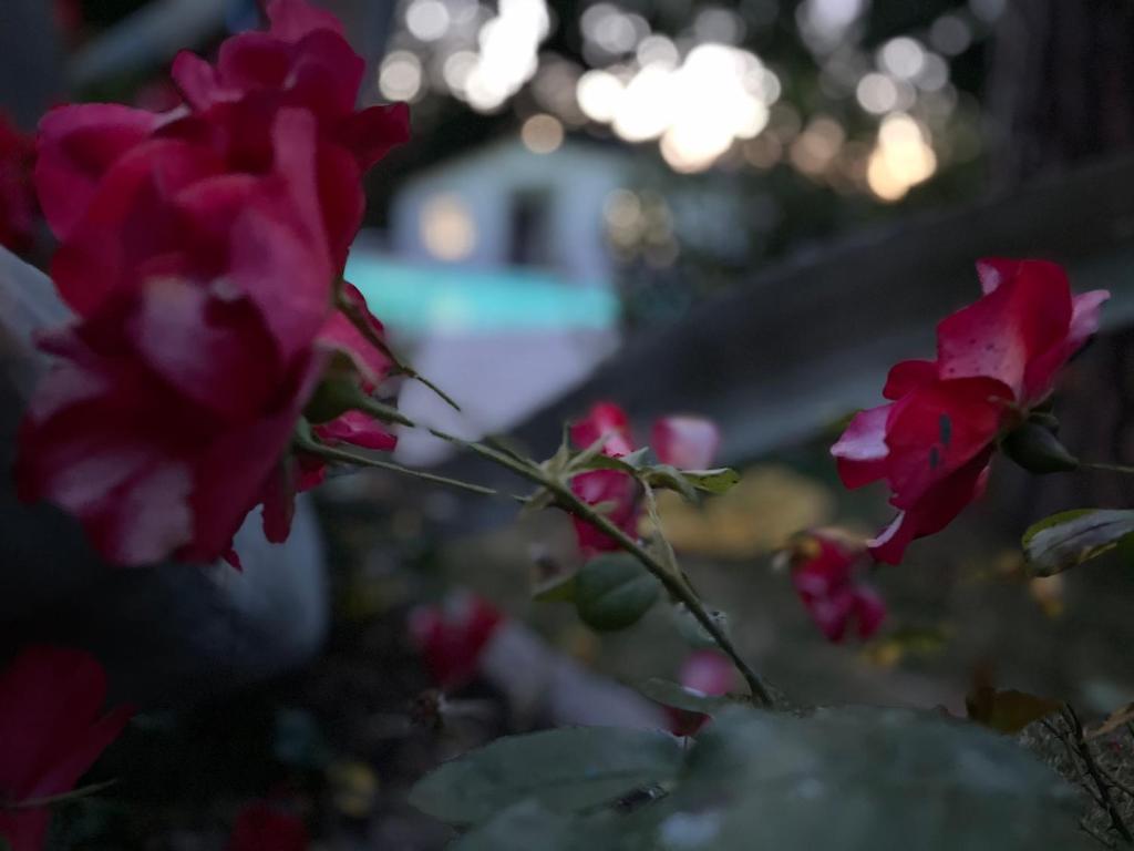 um grupo de flores cor-de-rosa em frente a uma casa em B&B VILLA LUPIDI em Corridonia
