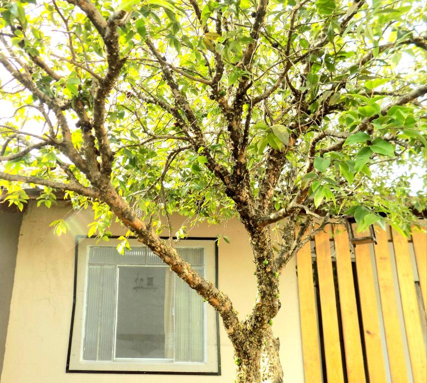  Quarto Jabuticaba