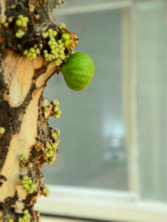  Quarto Jabuticaba
