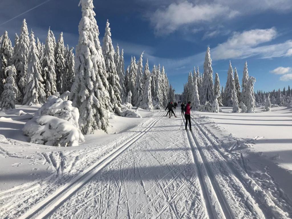 two people cross country skiing through a snow covered forest at Apartmán Čihadla in Bedřichov