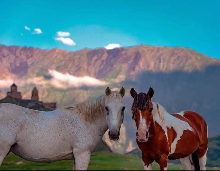 two horses standing in a field with a mountain in the background at mariami in Stepantsminda