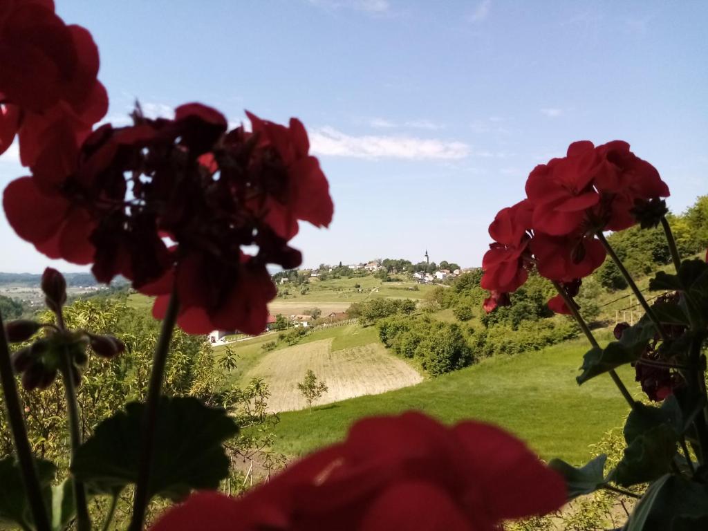 a view of a green field with red flowers at Apartman Potocki in Krapina