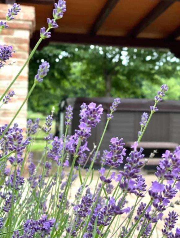 Zahrada ubytování István Parkhotel és Gasztrofarm