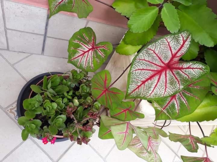  Pousada Vila Paolino