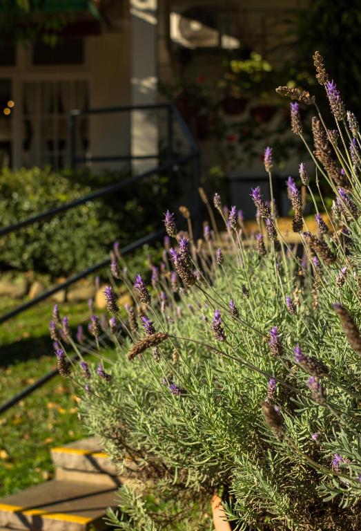 Pousada Mikolay - Hospedagem Econômica  Pousada Mikolay - Hospedagem Econômica