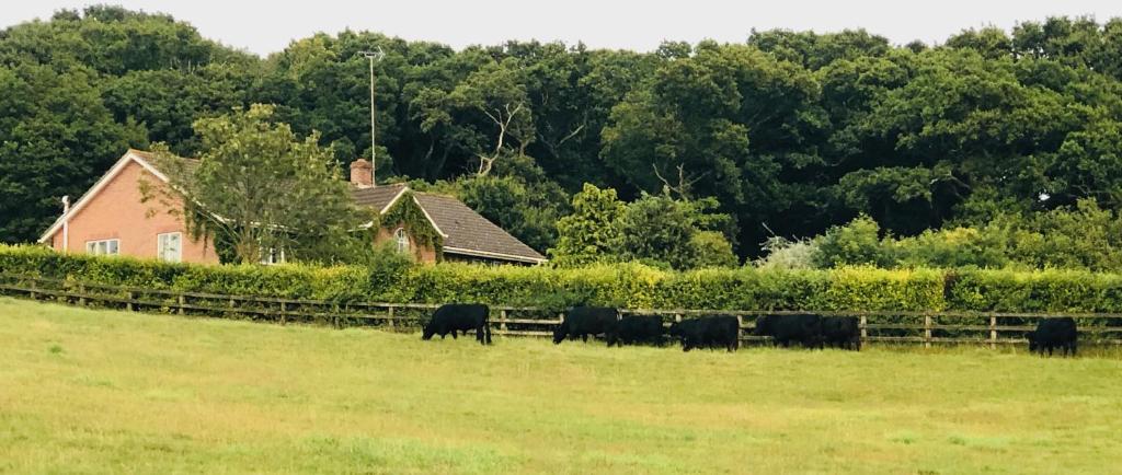 eine Kuhherde, die auf einem Feld in der Nähe eines Hauses weidet in der Unterkunft Yellowham Farm in Yellowham Wood