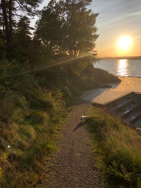 a dog walking down a path next to the water at Sjønær Idyll in Kristiansand