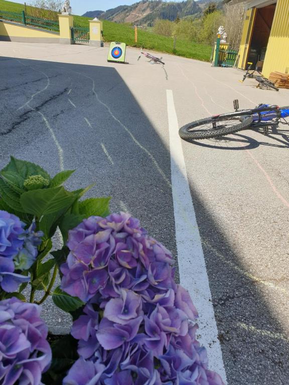 Jízda na kole v ubytování Vive Diem nebo okolí