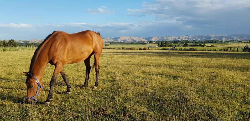 Estancia farm stay - Resim 16