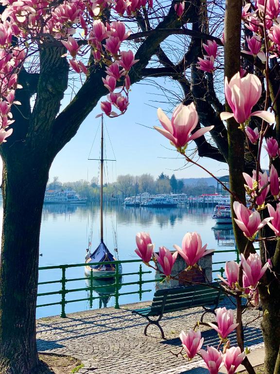 a tree with pink flowers and a bench next to a lake at Il Giardino Segreto Arona, Charming Apartments in Arona