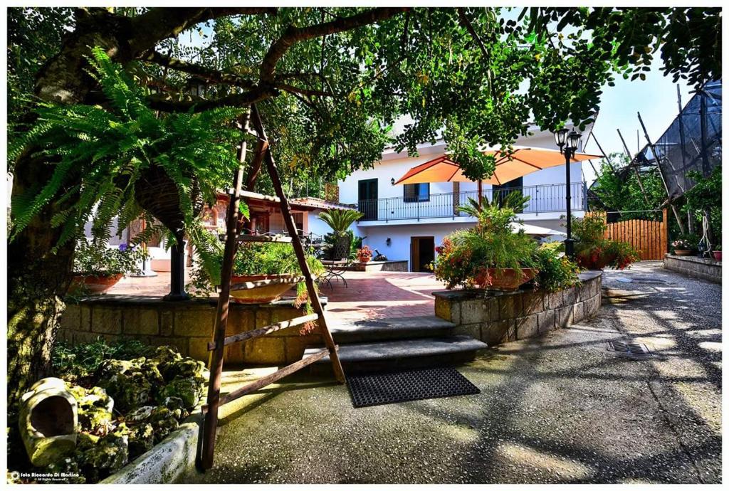 a tree with a ladder in front of a house at Sosò in Sorrento