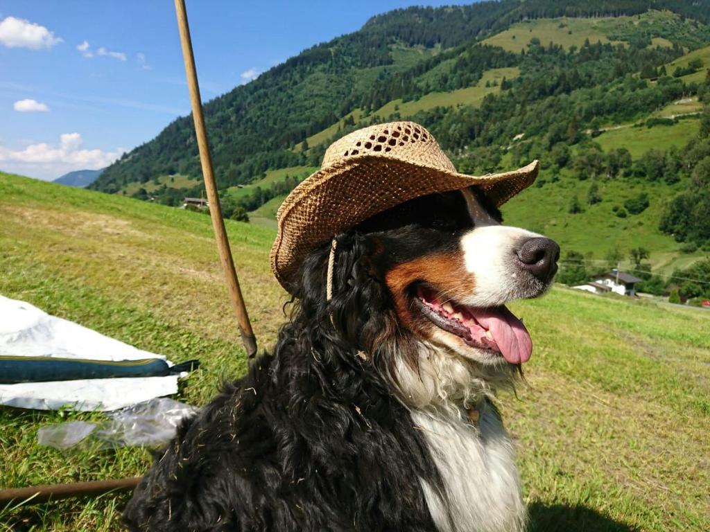 a dog wearing a hat sitting in a field at Bio-Bauernhof Schiederhof in Fusch an der Glocknerstraße