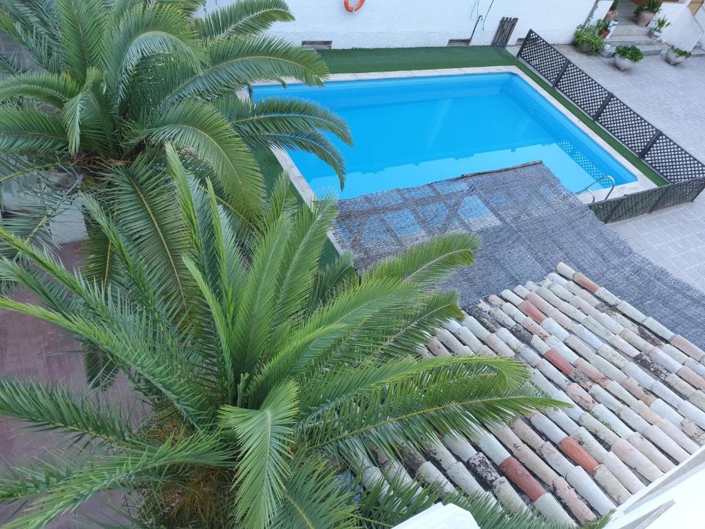 an overhead view of a swimming pool with a palm tree at Hotel Balcón de Cazorla in Cazorla