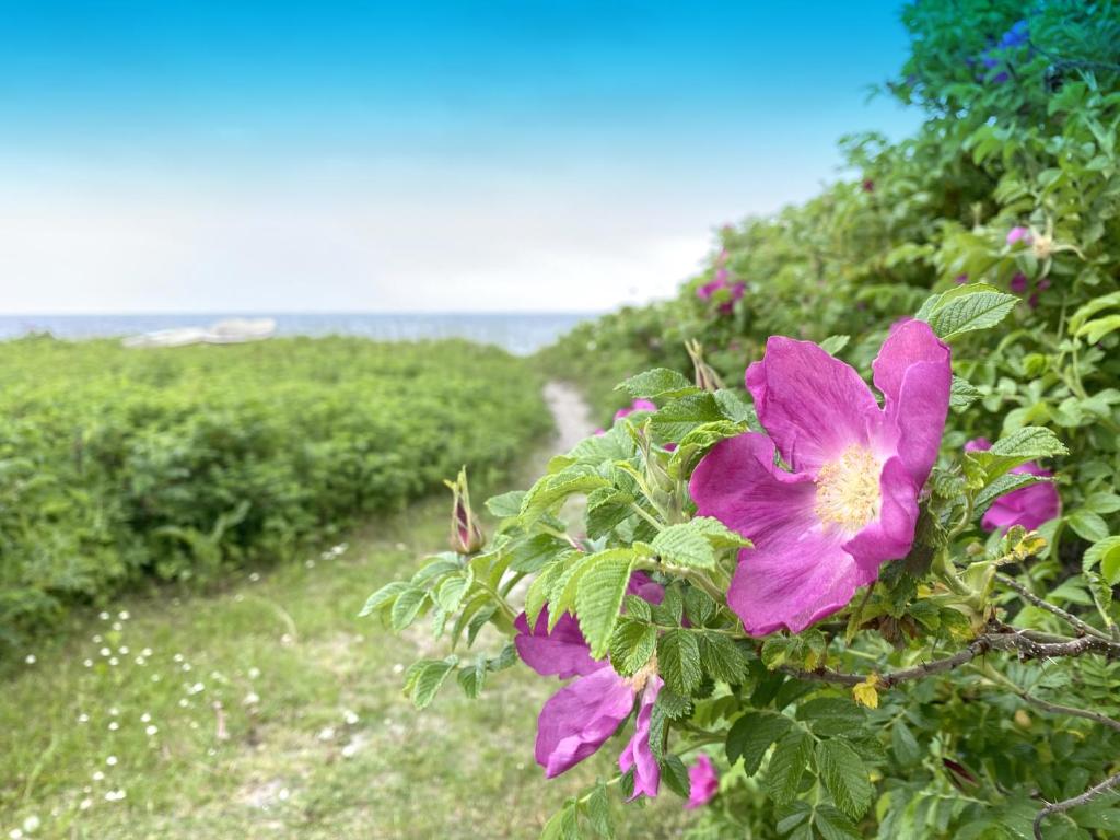 a pink flower on a bush near a path at The Beach House Suite in Karlslunde