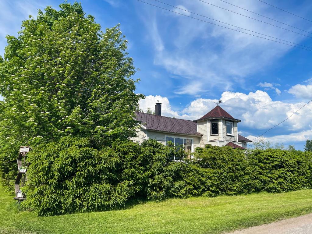 a large tree in front of a house at Cottage Novak in Salmi