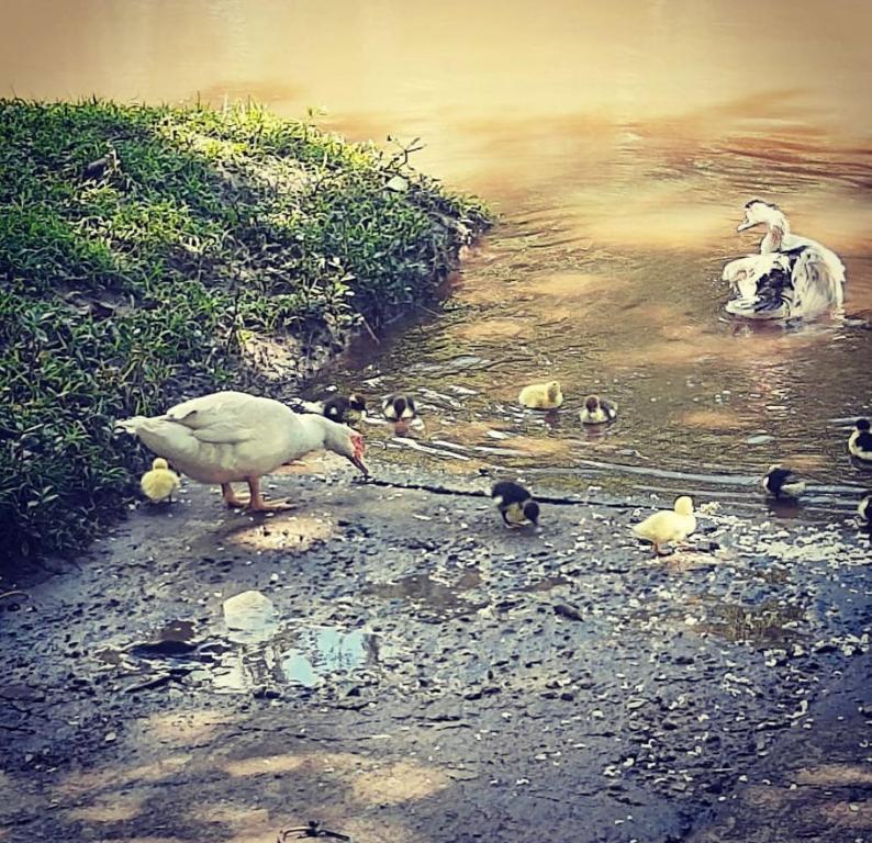  Chalé Temporada em Atibaia