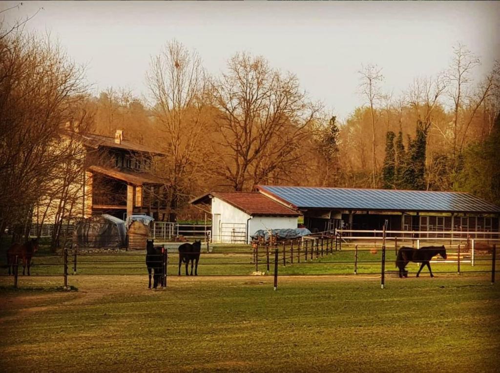 een groep paarden in een veld voor een schuur bij Cameloth B&B in Settimo Rottaro