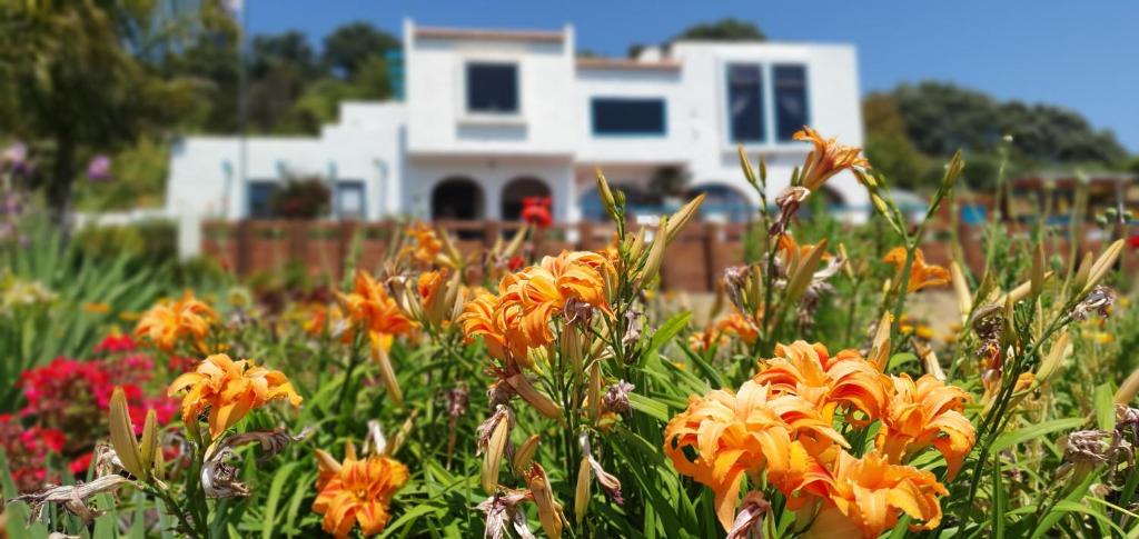 a field of flowers in front of a house at La Casa Te Puru Lodge in Te Puru