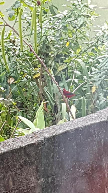  Suíte aconchegante em Visconde de Mauá