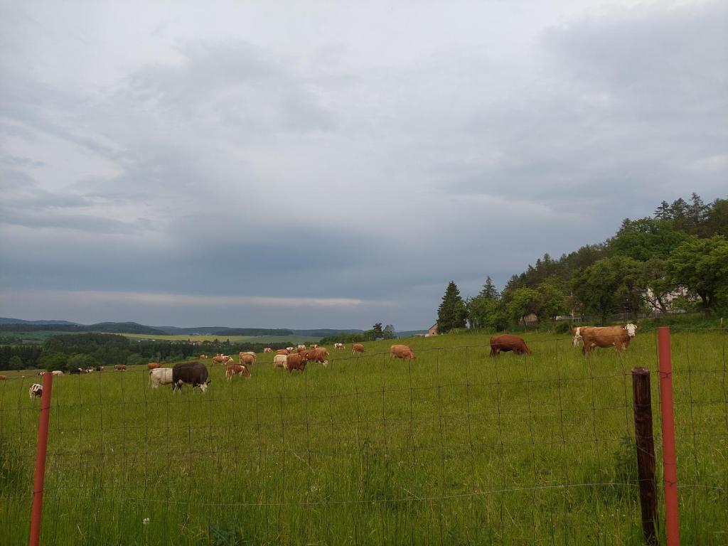 Panorama house Brdy - 11