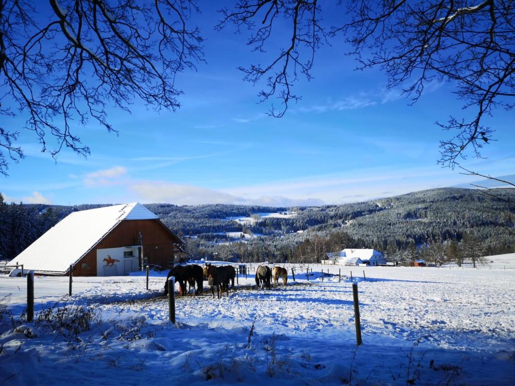 a group of horses standing in the snow in front of a barn at Apartmán Spa Šumava in Zdíkov