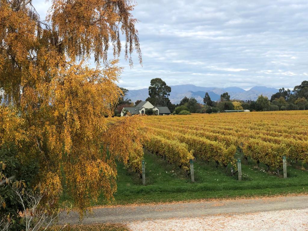 un campo de cultivos con una casa en el fondo en Vineyard Cottage in Blenheim on the Golden Mile en Blenheim