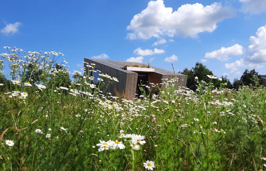 pole białych kwiatów przed budynkiem w obiekcie Duurzaam Tinyhouse aan het water in Friesland w mieście Westergeest