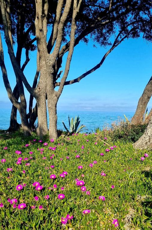 un champ de fleurs roses devant un arbre dans l'établissement Maison U nidu à 500m de la mer, à Cervione
