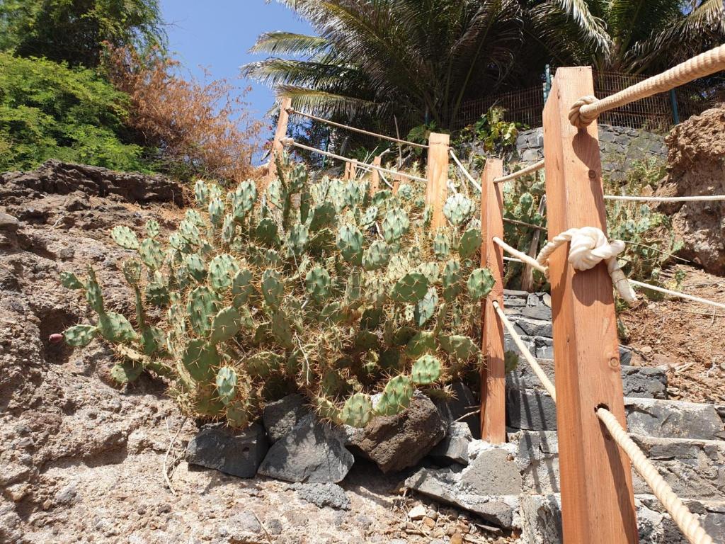 Zahrada ubytování Cactus Guest House
