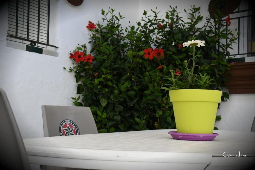 Ogród w obiekcie Hostal Costa de la Luz