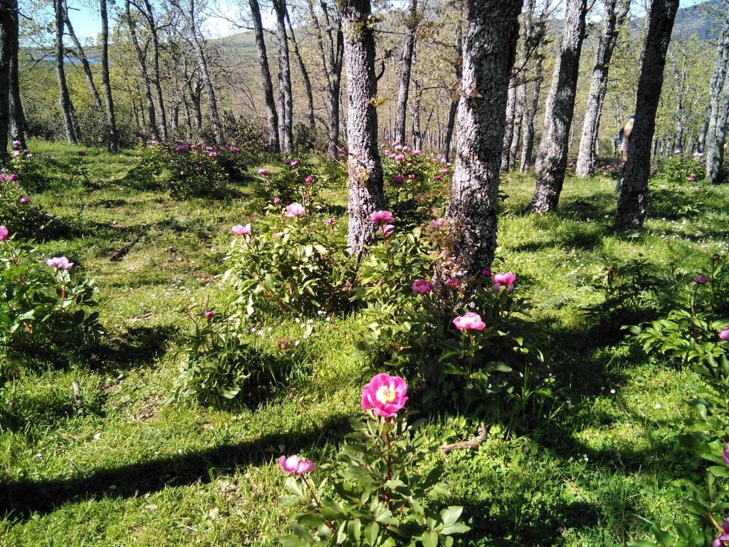 Fotografia z galérie ubytovania Los Lilos v destinácii La Losa