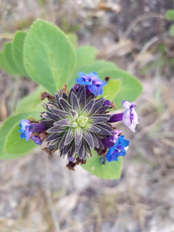  Sítio São Miguel - Carrancas - MG - Chalé Girassol