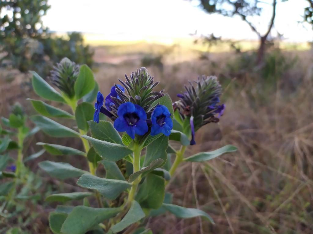  Sítio São Miguel - Carrancas - MG - Chalé Girassol