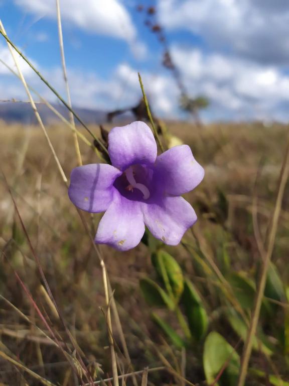  Sítio São Miguel - Carrancas - MG - Chalé Girassol